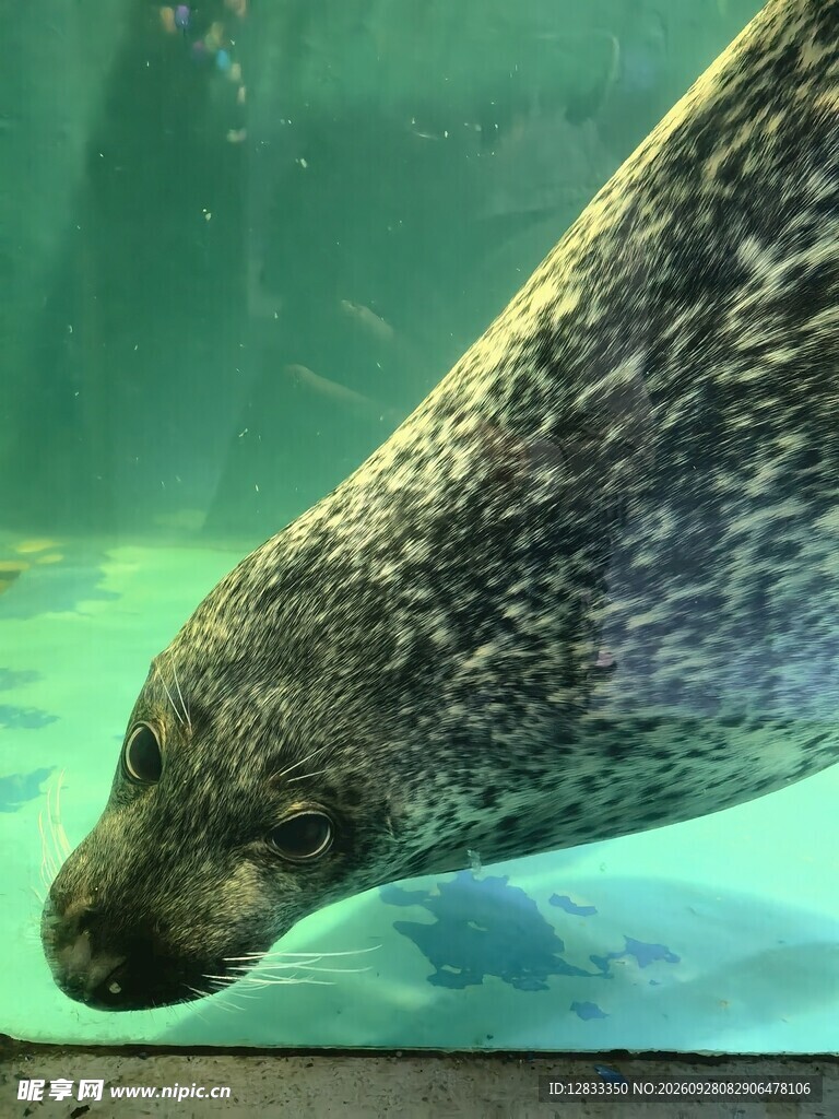 水下海豹游动特写