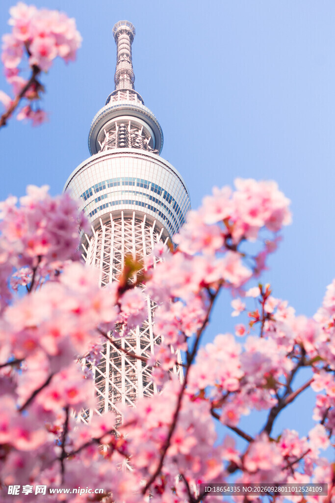 樱花掩映东京晴空塔