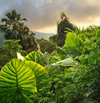 热带丛林黄昏风光