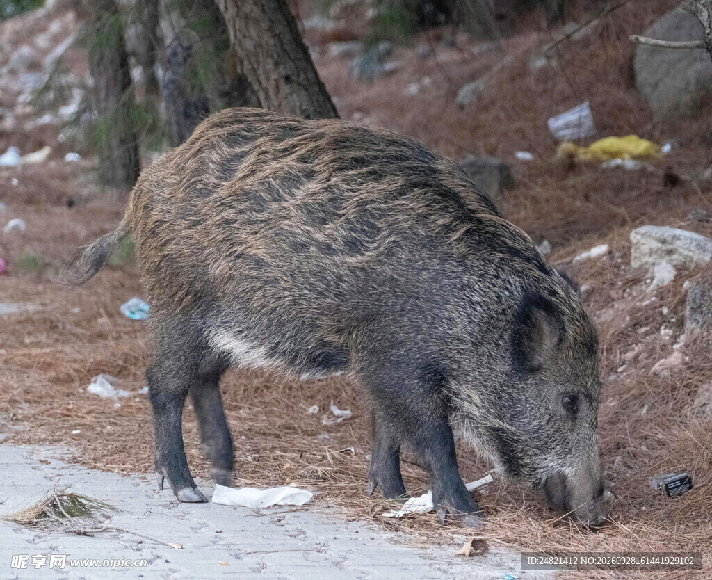 野外觅食的野猪