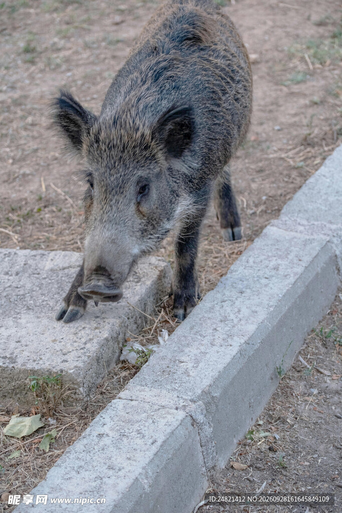 小野猪低头觅食