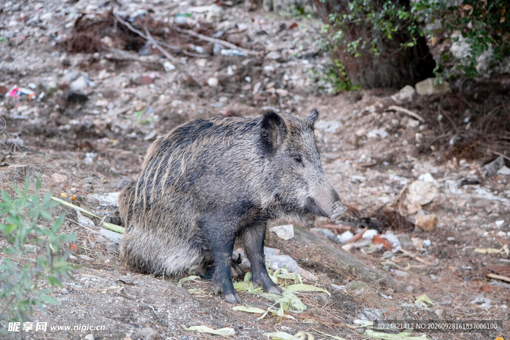 野外小野猪觅食