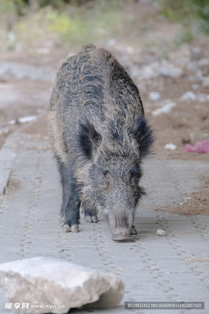 野外觅食的野猪