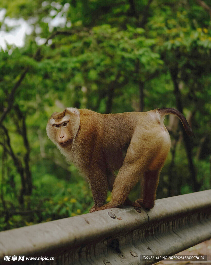 护栏上的野生猕猴