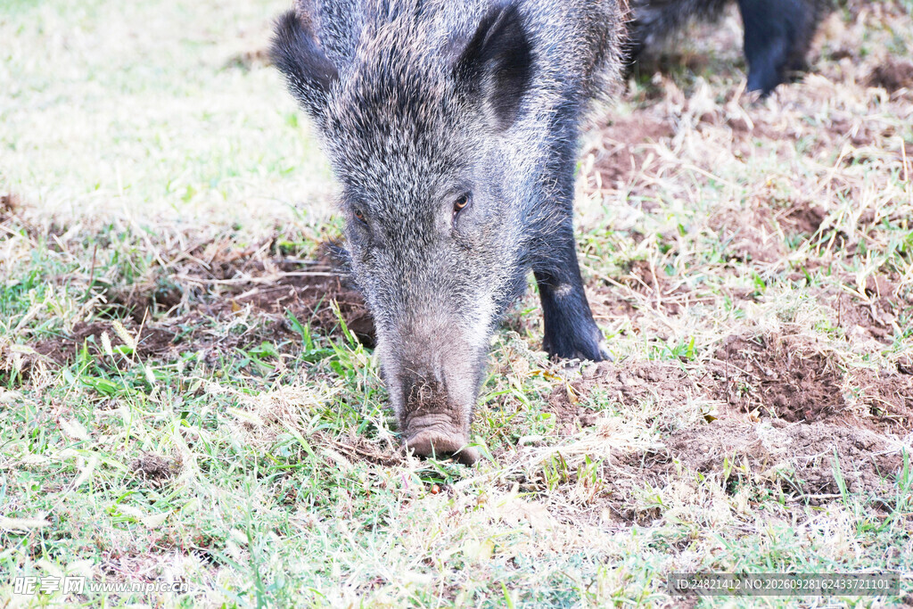野外觅食的野猪