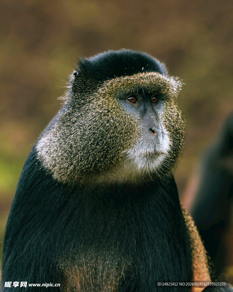 野生猴子特写