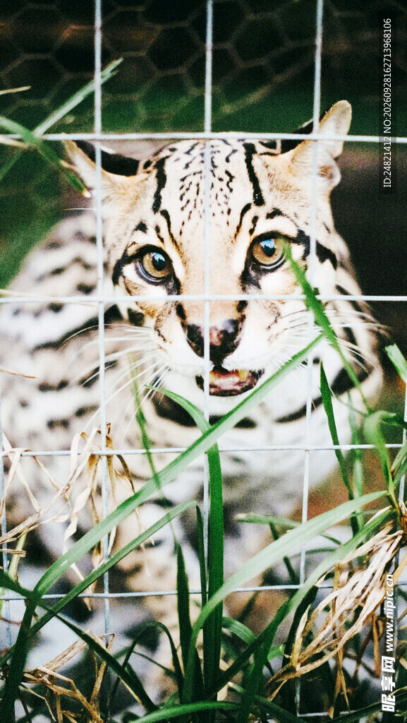 草丛中张望的豹猫
