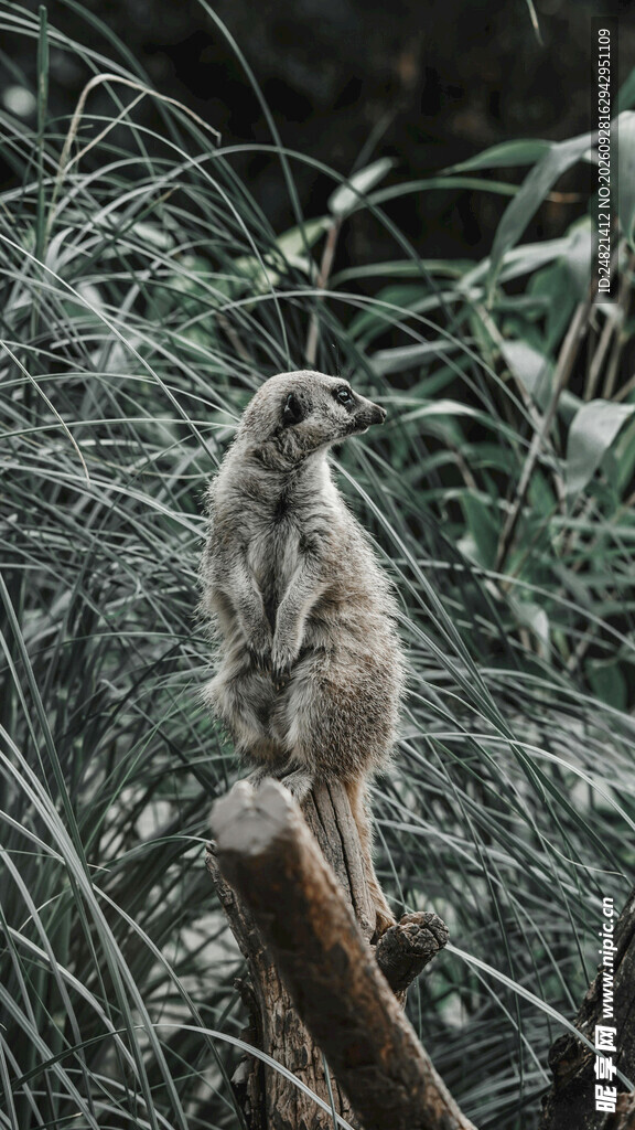 草丛中放哨的狐獴