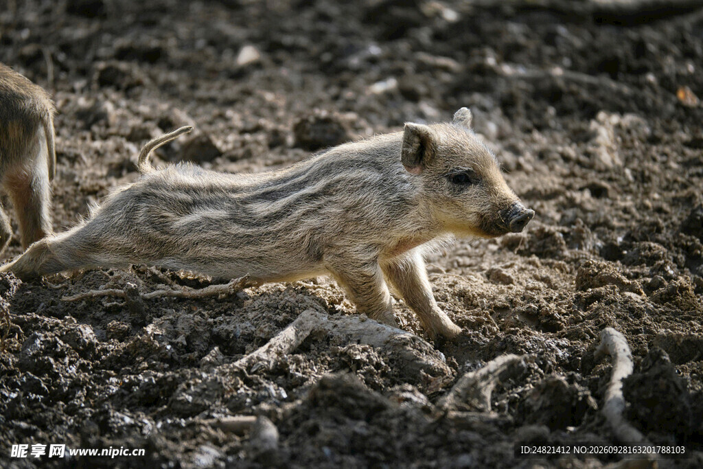 野外奔跑的小动物