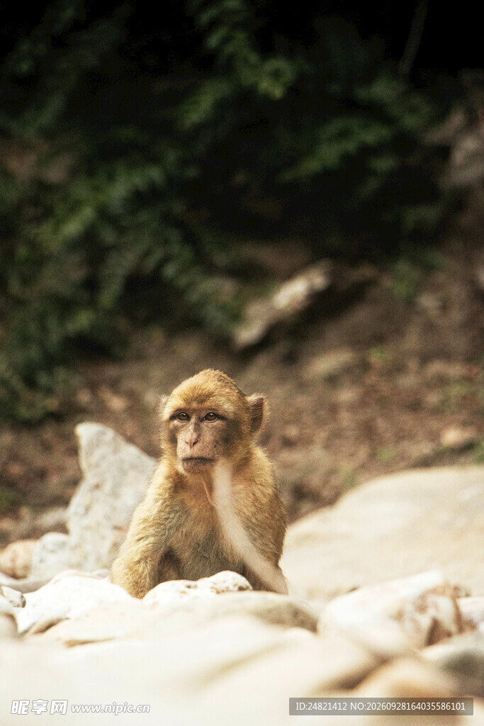 岩石上的野生猕猴