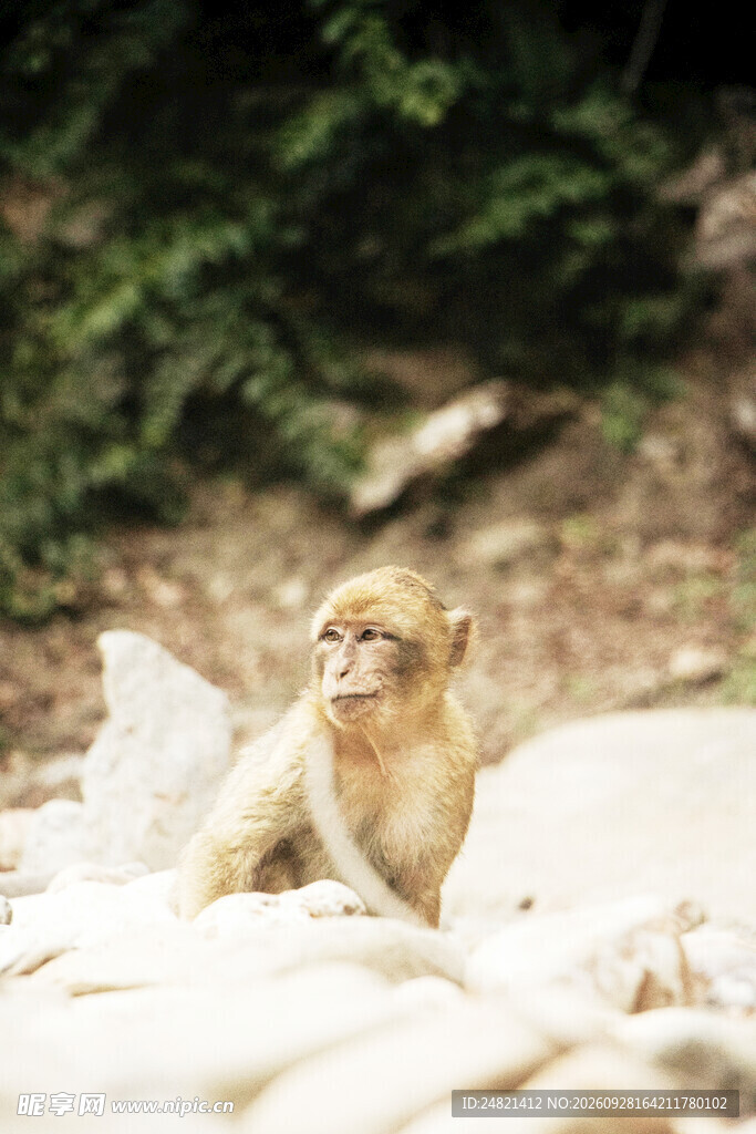泡温泉的猕猴