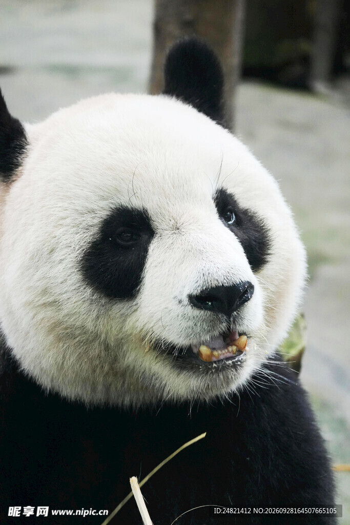 可爱大熊猫特写