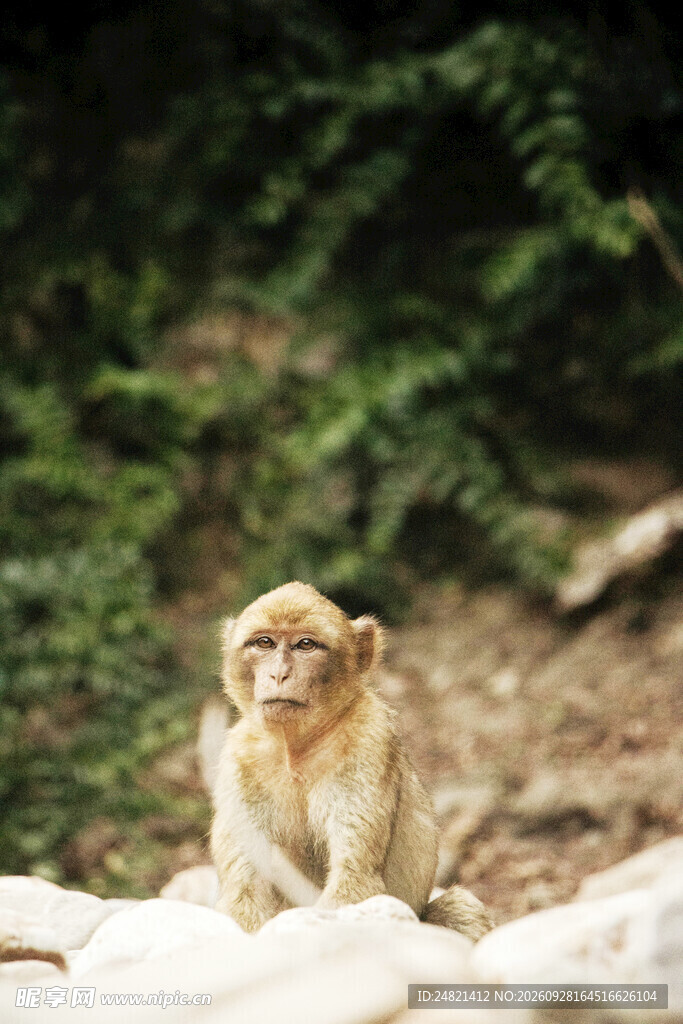 山间野生猕猴