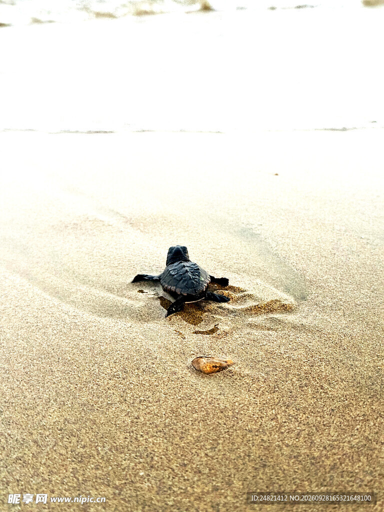 初生小海龟爬向大海