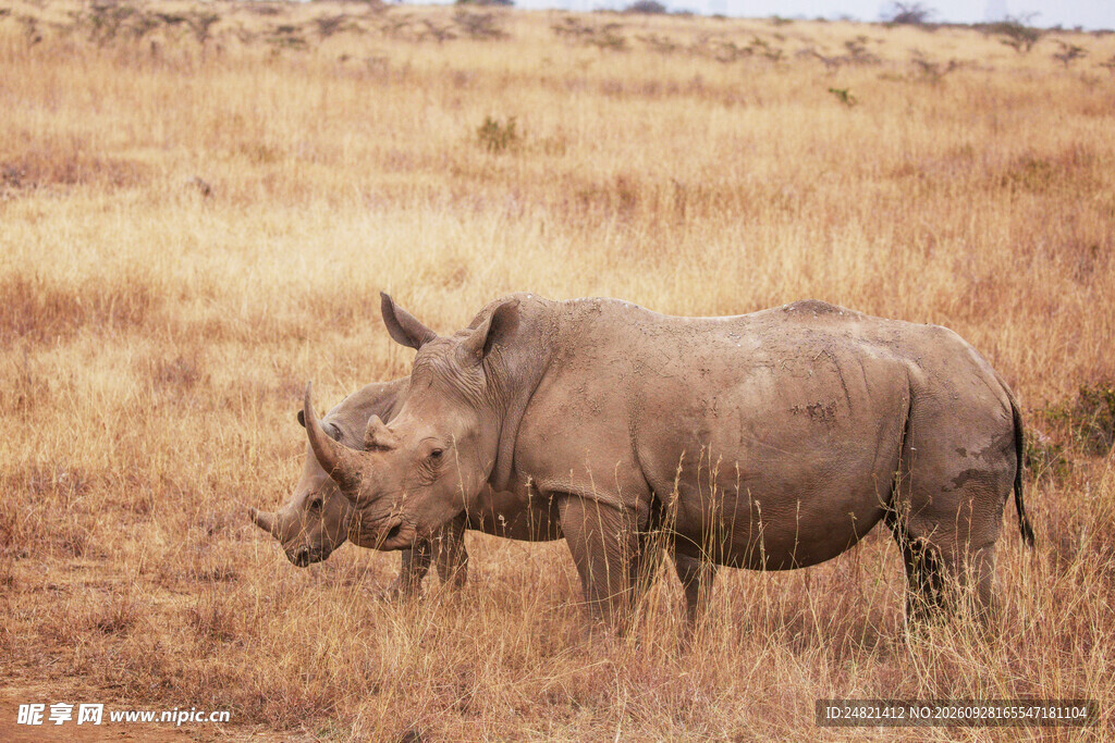 非洲草原野生犀牛
