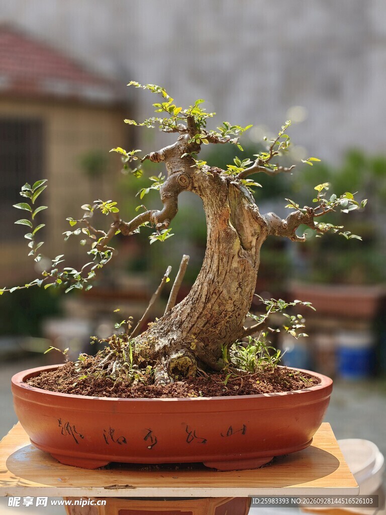 盆景