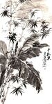 翠竹芭蕉图