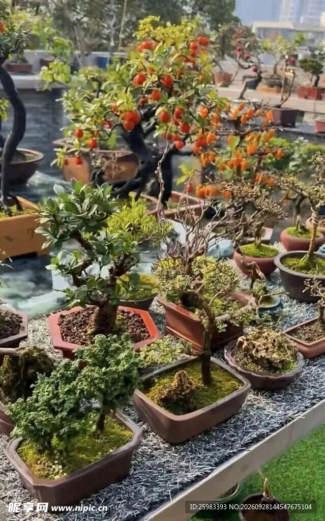 盆景