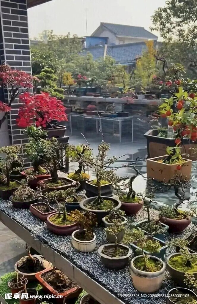 盆景