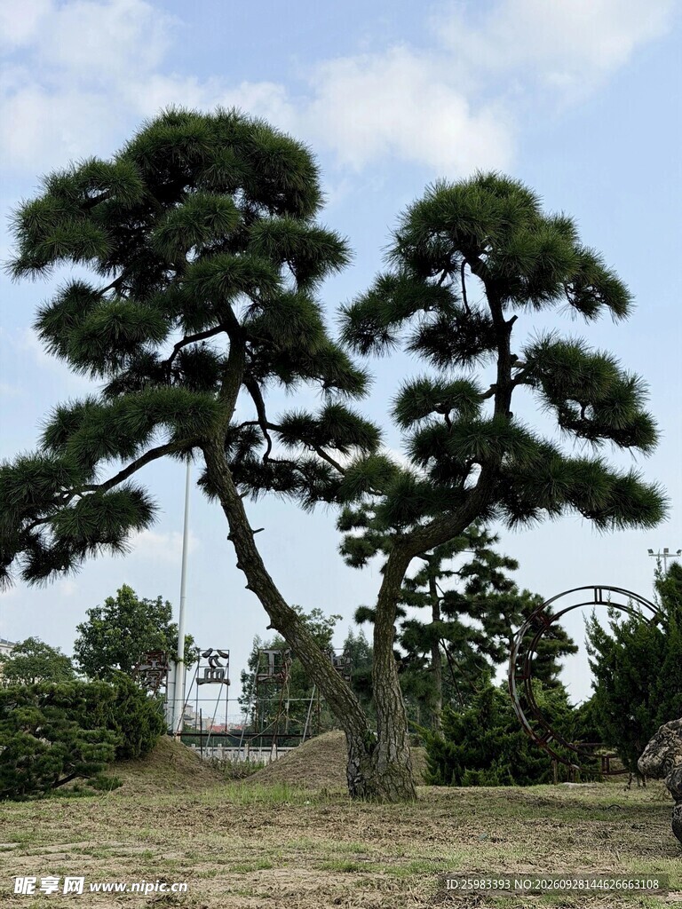 地景松树