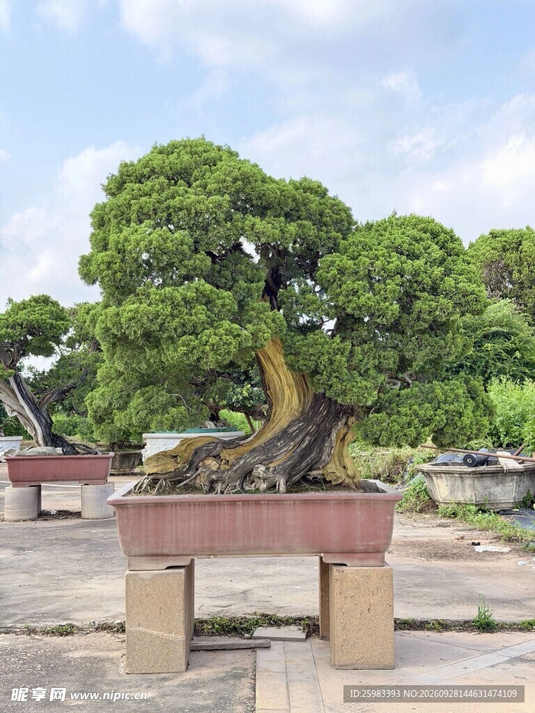 盆景