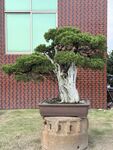 盆景