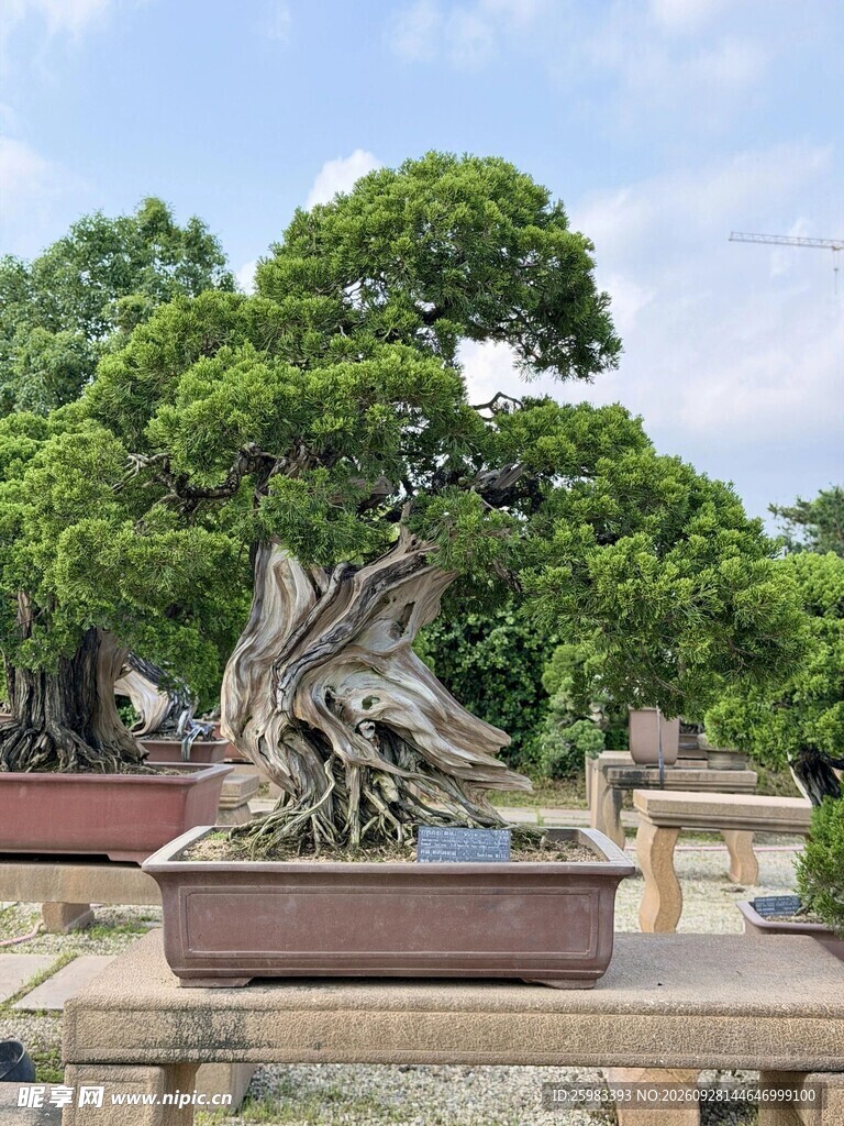 盆景