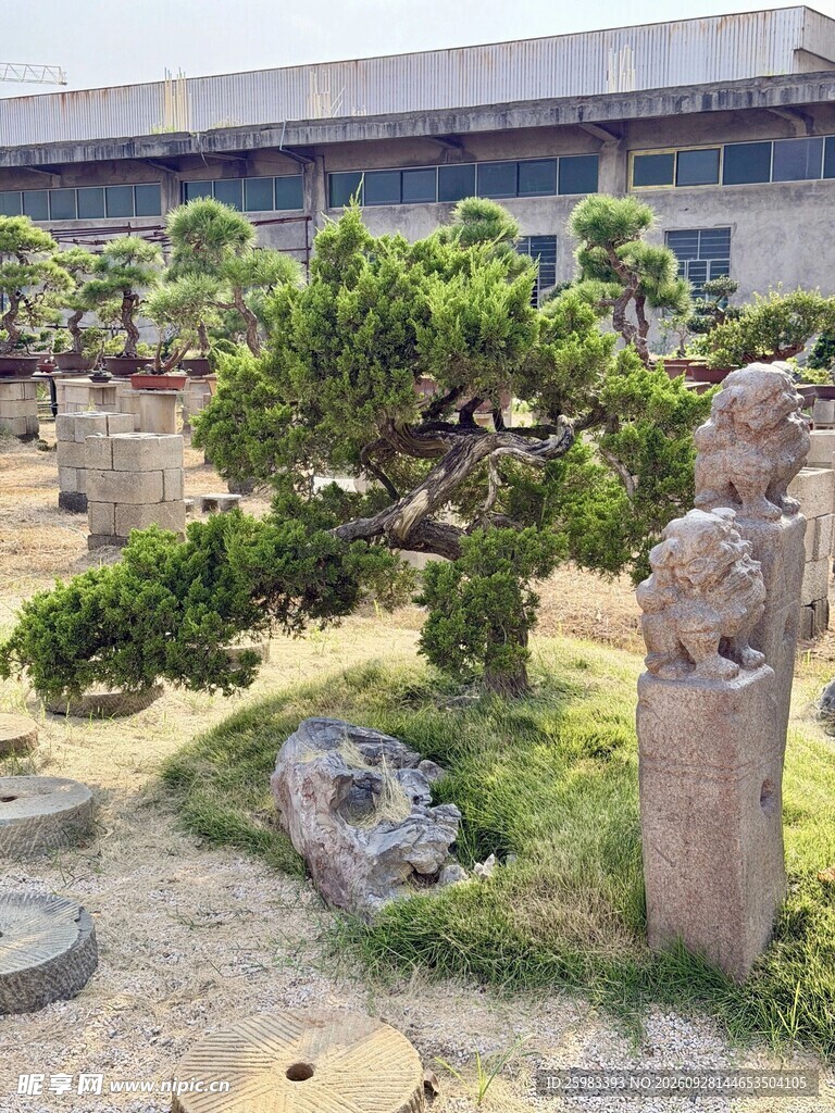 地景松树