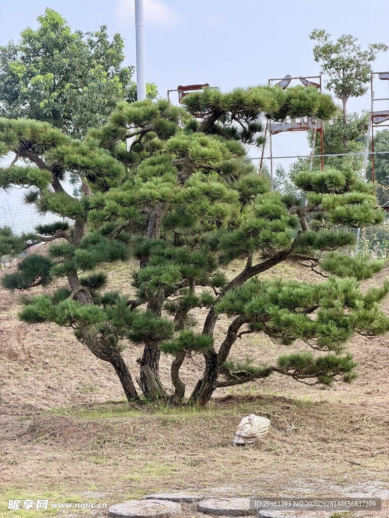 地景松树