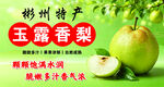 玉露香梨