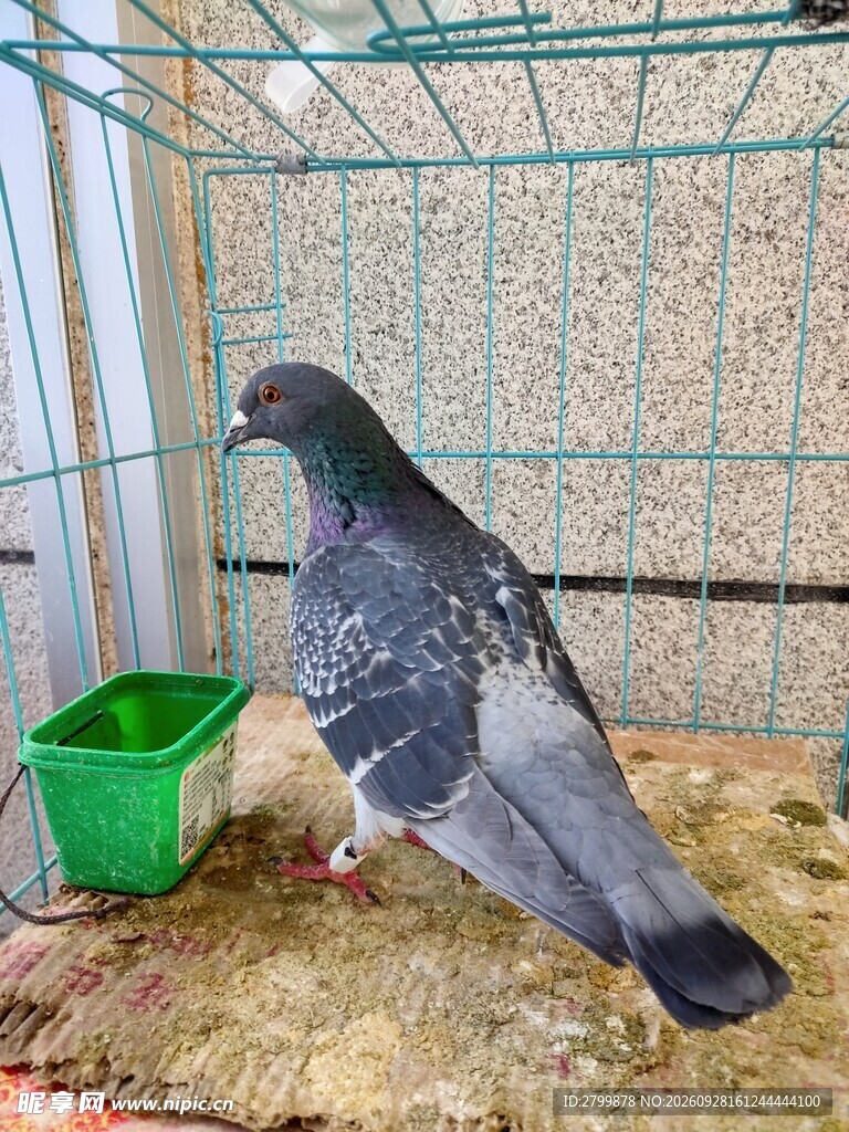 笼内饲养的信鸽