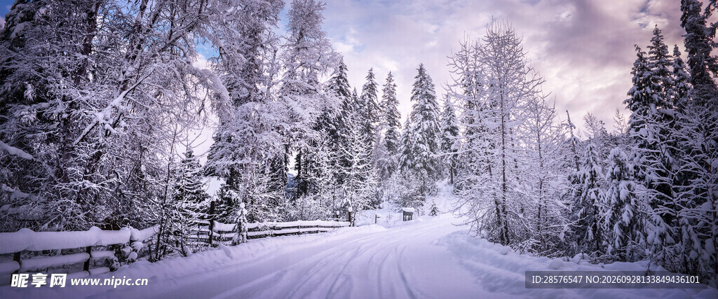 冬日雪林公路雪景