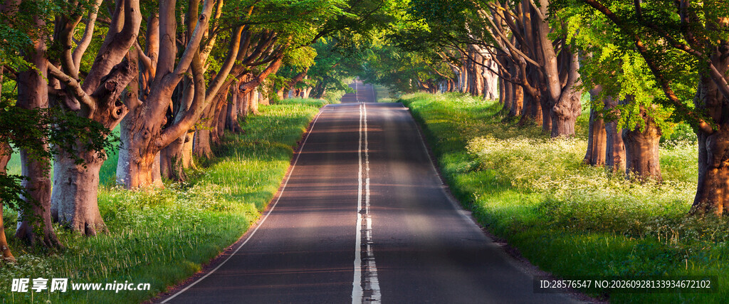林间阳光公路美景