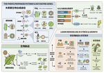 植物科普教学挂图