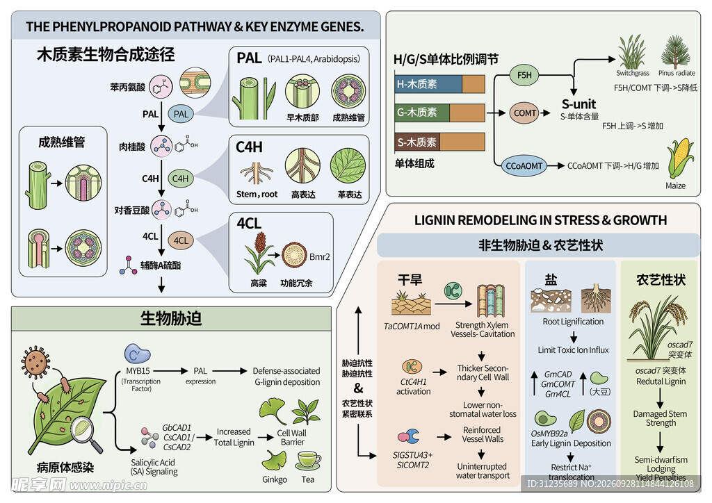 植物科普教学挂图