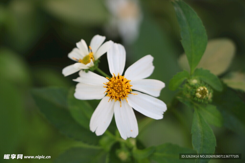 小雏菊