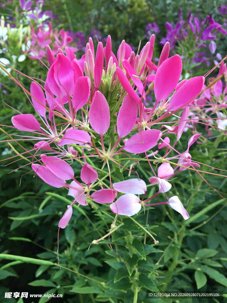 醉蝶花