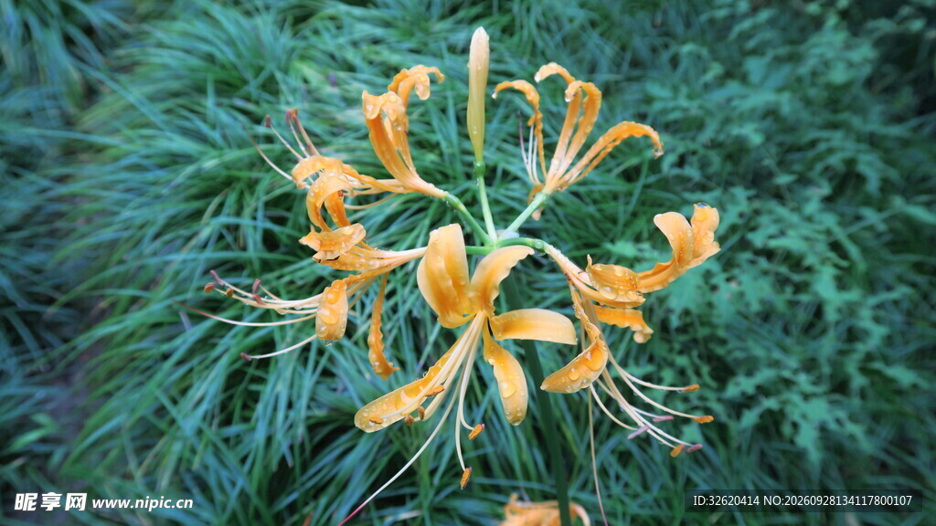 黄花石蒜花