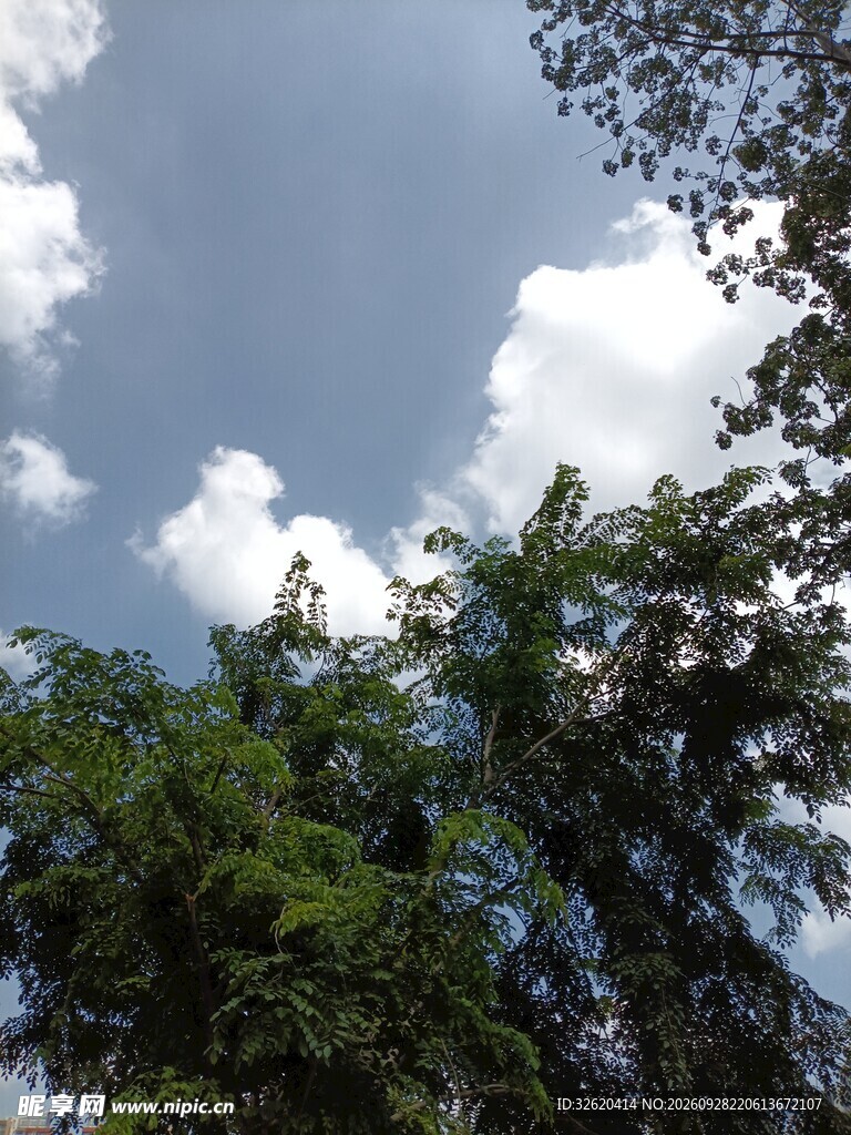 仰拍蓝天绿树自然风景