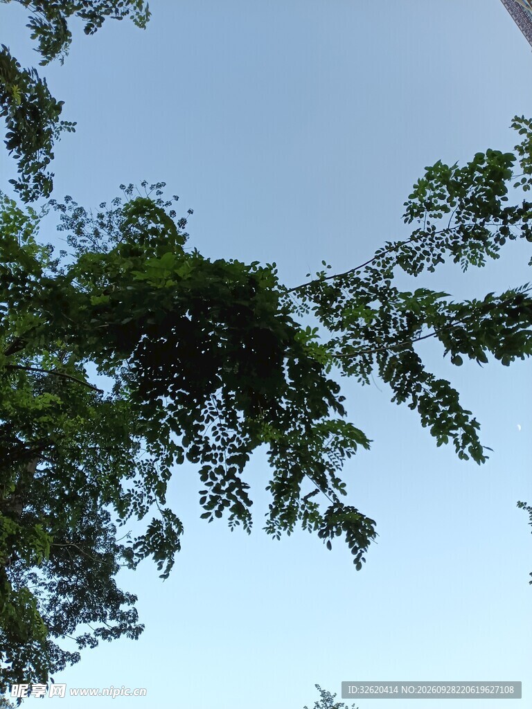 蓝天绿树清新景致