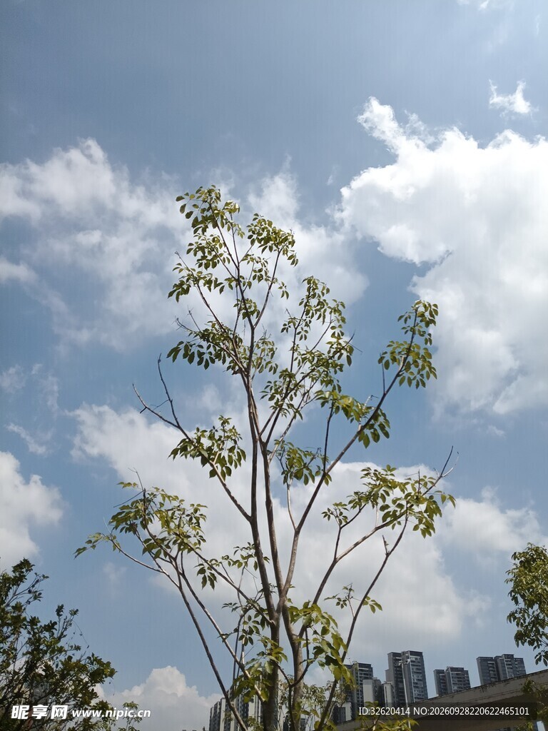 晴空下的树木