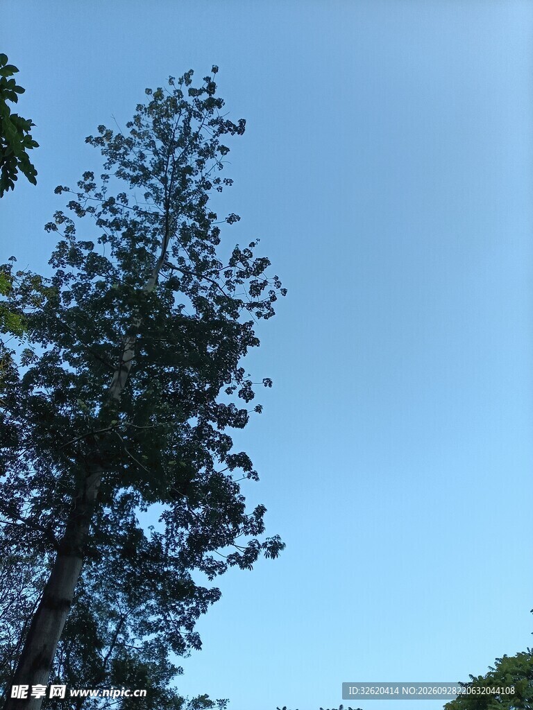 晴空下的树木