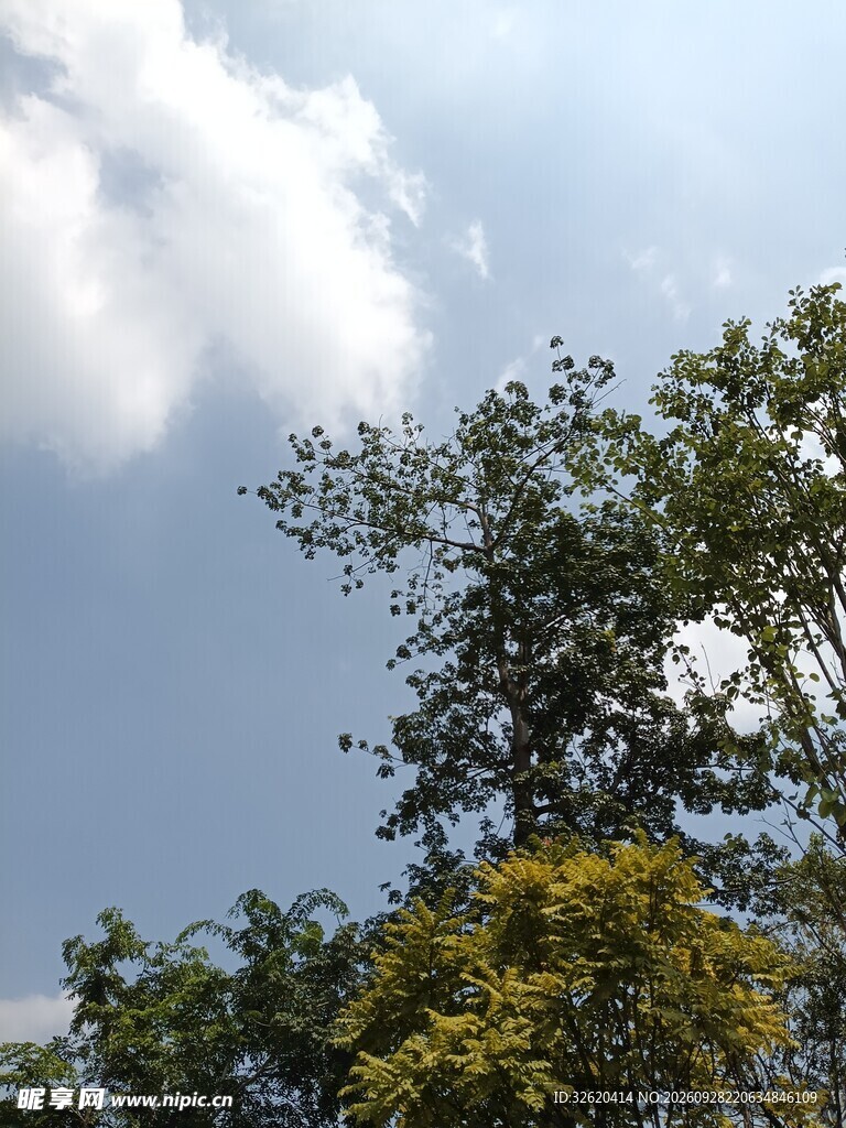 晴空下的绿树蓝天