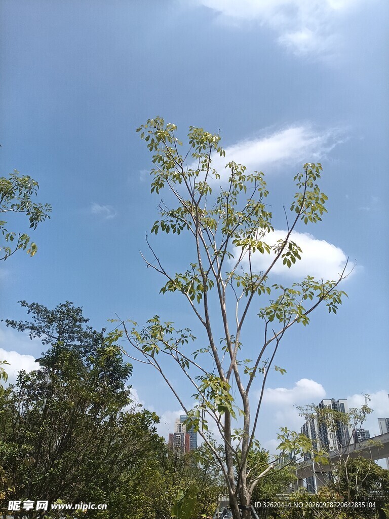 蓝天绿树自然风景