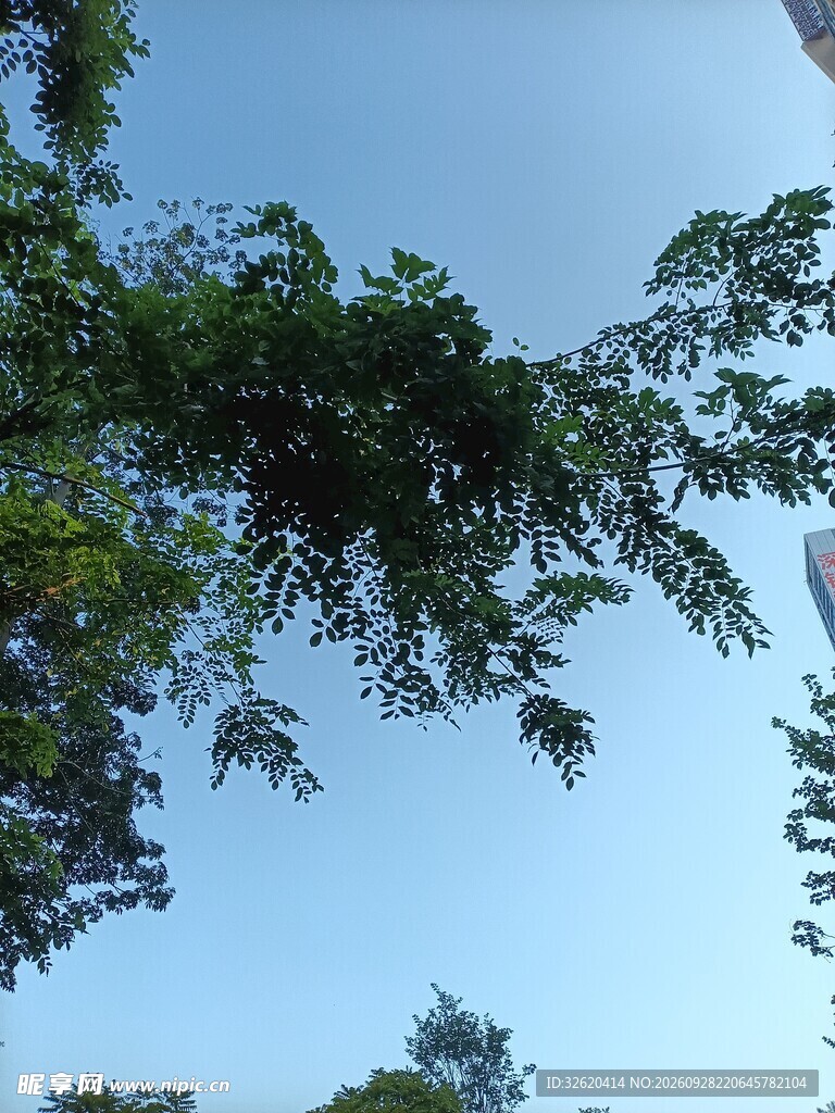 晴空下的绿树枝叶