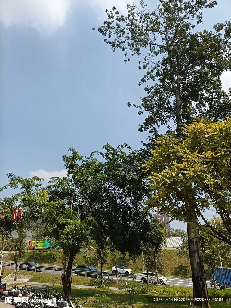 晴日户外绿树街景