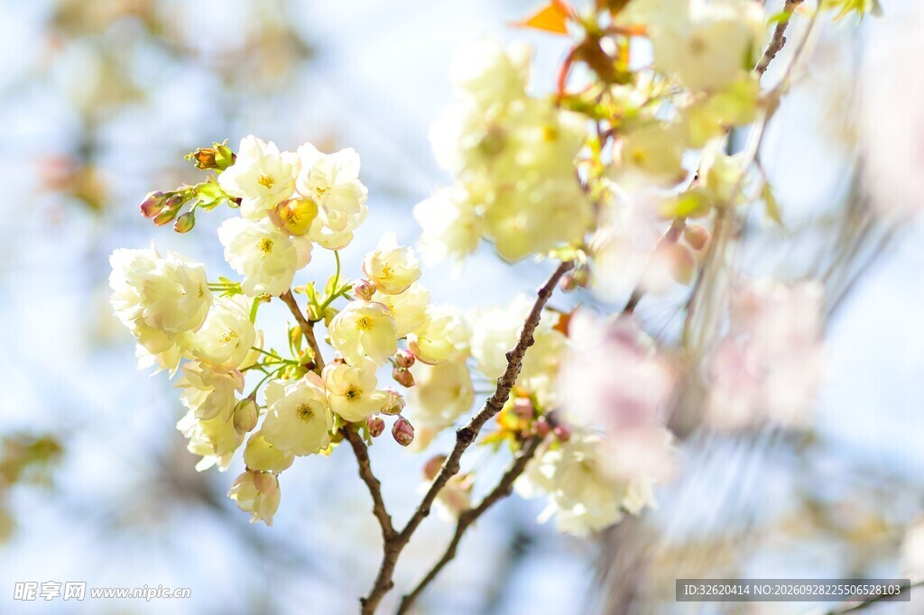 春日柔焦花枝小景