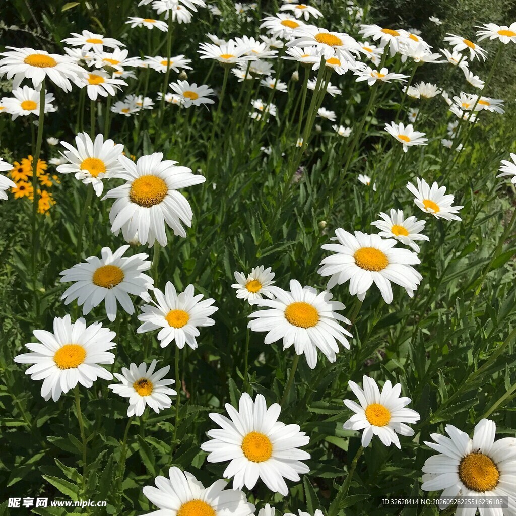 小雏菊