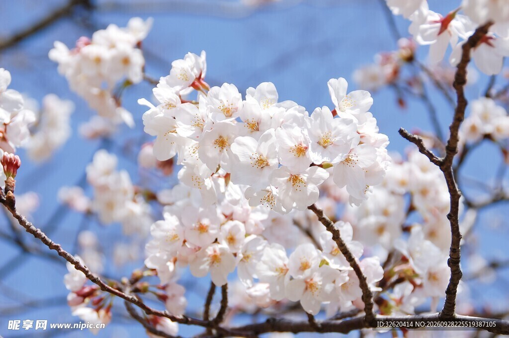 樱花