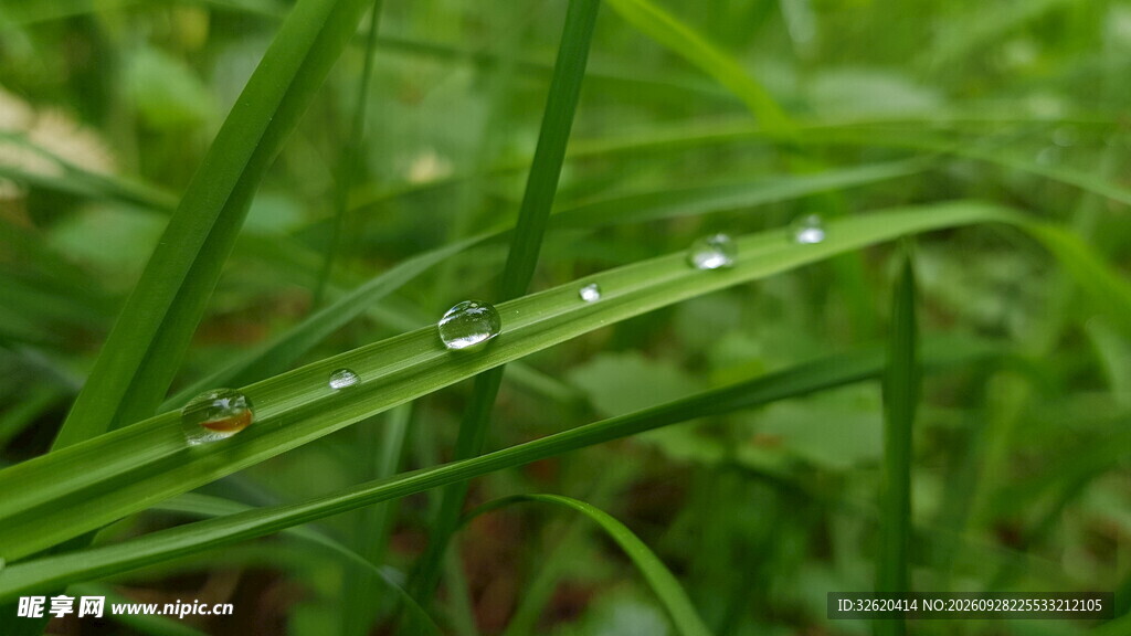 草叶上的露珠